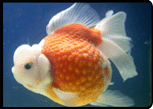 Goldfish