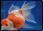 Goldfish