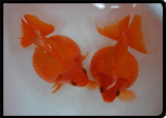 Goldfish