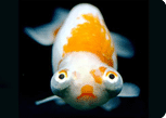 Goldfish