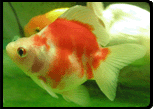 Goldfish