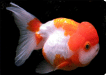 Goldfish