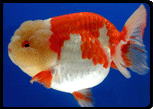 Goldfish