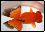 Goldfish