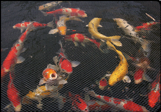 Koi