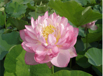 Lotus