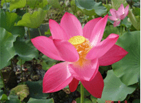 Lotus