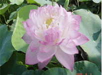 Lotus