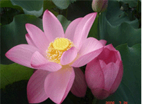 Lotus