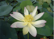 Lotus