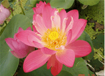 Lotus