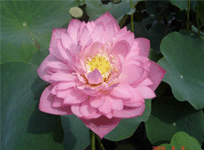 Lotus