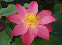 Lotus