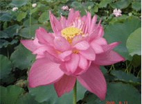 Lotus