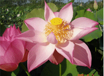 Lotus