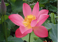 Lotus