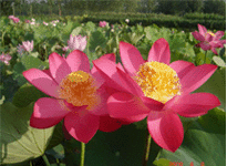 Lotus