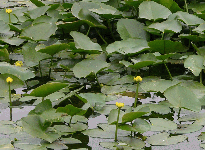 沼泽植物