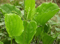 沼泽植物