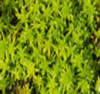 Sphagnum moss