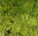 Sphagnum moss