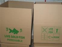 观赏鱼包装与运输