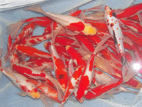 Fish,packing