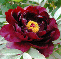 Tree peony