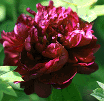 Tree peony