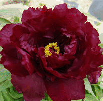 Tree peony