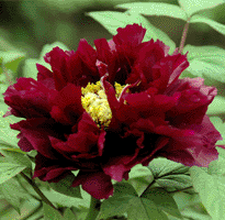 Tree peony