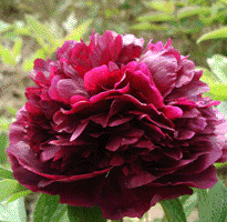 Tree peony