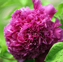 Tree peony