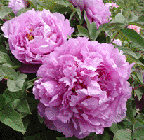 Tree peony