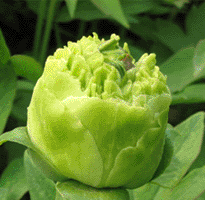 Tree peony