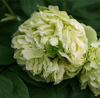 Tree peony