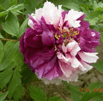 Tree peony