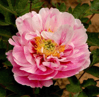 Tree peony