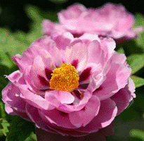 Tree peony