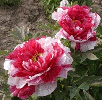 Tree peony