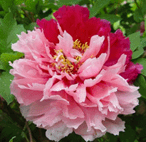 Tree peony