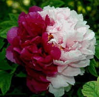 Tree peony