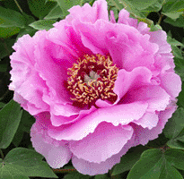 Tree peony