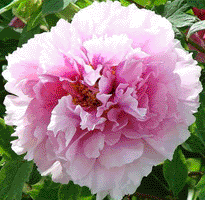 Tree peony