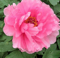 Tree peony