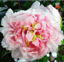 Tree peony