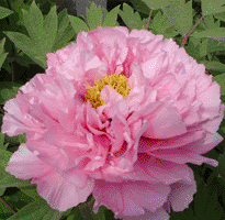 Tree peony