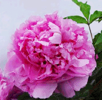 Tree peony