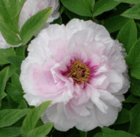 Tree peony