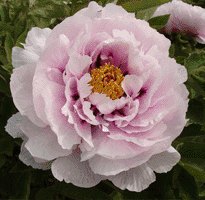 Tree peony